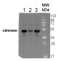 Cat | Catalase (peroxisomal marker) in the group Antibodies Plant/Algal  / Compartment Markers / Peroxisomal marker at Agrisera AB (Antibodies for research) (AS09 501)